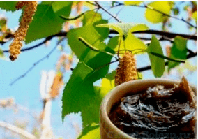 Berkenteer uit de schimmel